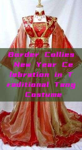 Border Collies New Year Celebration in Traditional Tang Costume Border Collies New Year Celebration in Traditional Tang Costume